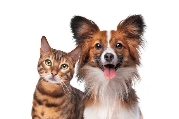 at-home claw trimming service! in Animal & Pet Services in Ottawa - Image 2