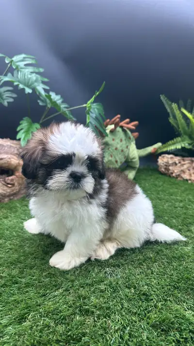 Shih-tzu disponible, View more