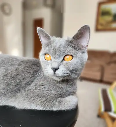 Female British Shorthair – Beautiful Eyes & Cool Personality, View more
