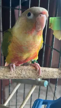 Yellow sided Pineapple  conure baby 