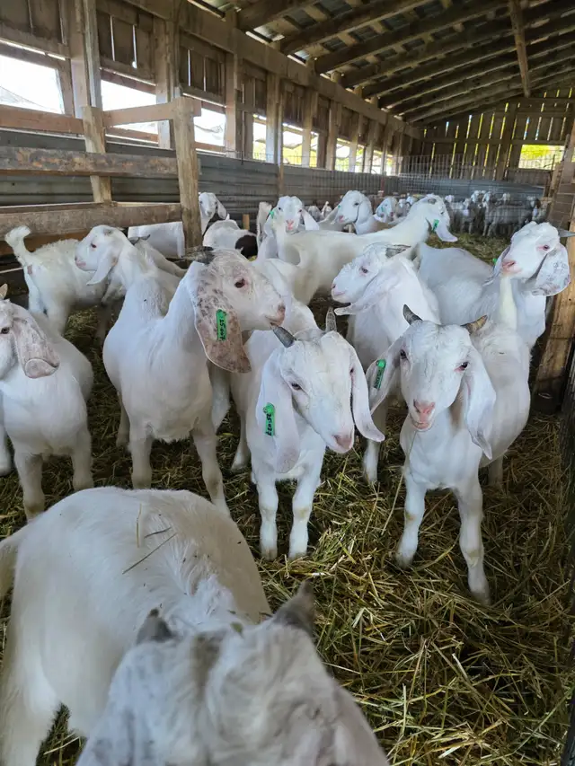 Premium Savannah Breeding Stock (Goat Doelings) For Sale in Livestock in Owen Sound - Image 8