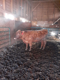 Purebred Red Angus