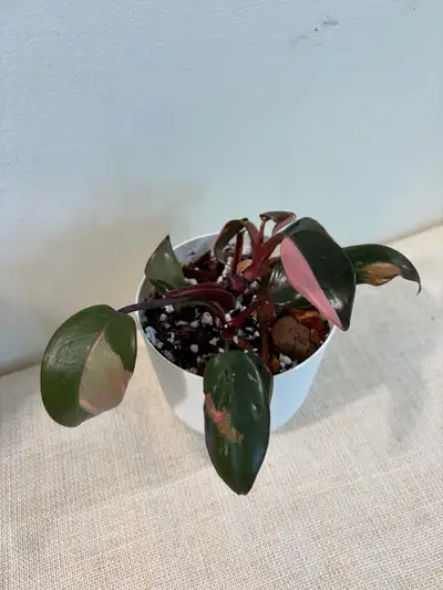 Philodendron Pink princess, View more