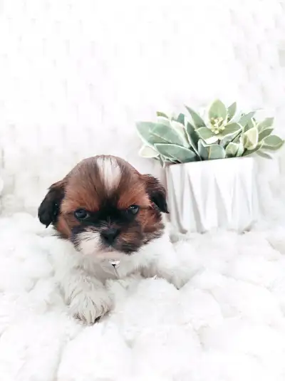 Adorable Shih Tzu Puppies, View more