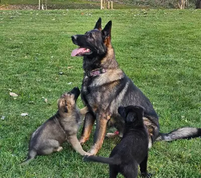 German Shepherd Puppies, View more