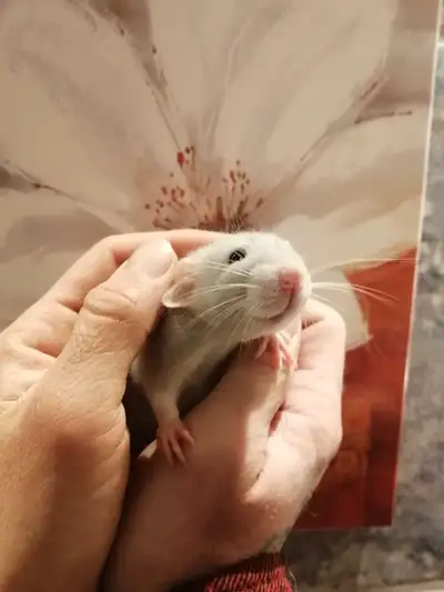 rat dumbo 50$ ch a 2 pour 90$, View more