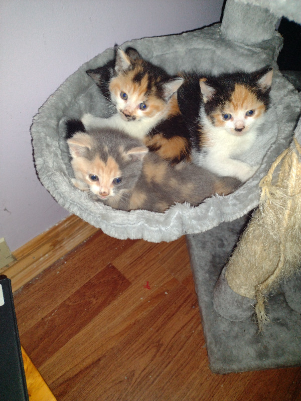 Kittens for Sale Cats & Kittens for Rehoming St. Catharines Kijiji