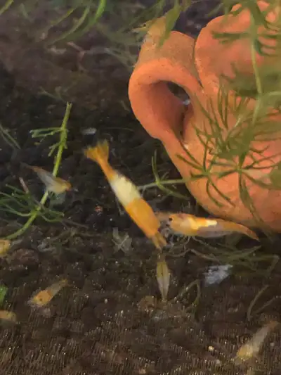 Neocardima orange rilly baby srimp, View more