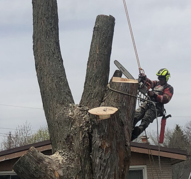 TREE REMOVAL - Mississauga / Peel Region in Lawn, Tree Maintenance & Eavestrough in Mississauga / Peel Region