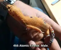 Male Atomic Firefox Leopard Gecko