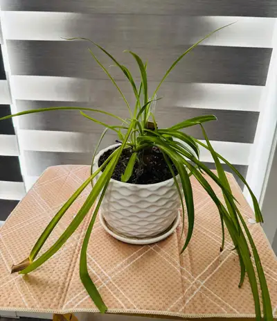 Potted Spider Plant, View more