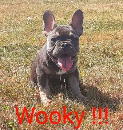 Exotic French bulldog / Bouledogue français !!!, View more
