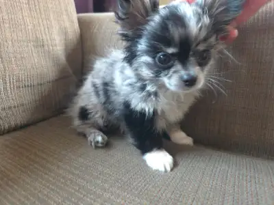 Long haired Female Chihuahua looking for her furever home 10 weeks old already, able to go to her ne...