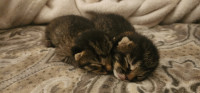 Adorable grey tabi kitten - free to a good home.