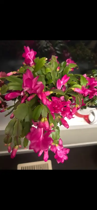 Christmas Cactus plant ( make an offer), View more