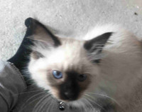 MOTHER’S DAY SALE! Sweet Siamese kittens