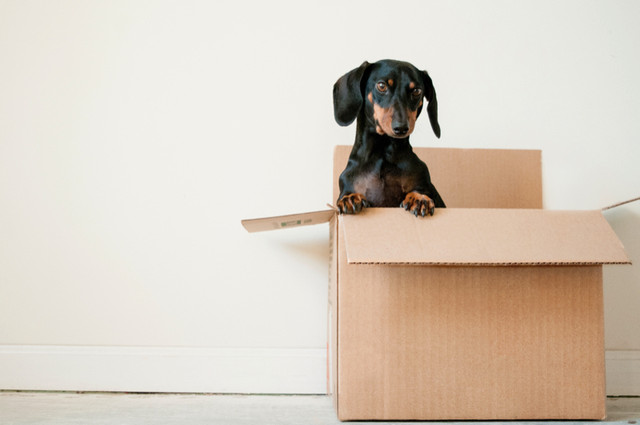AFFORDABLE SAME DAY MOVERS - 613 879 7196 in Moving & Storage in Ottawa - Image 3