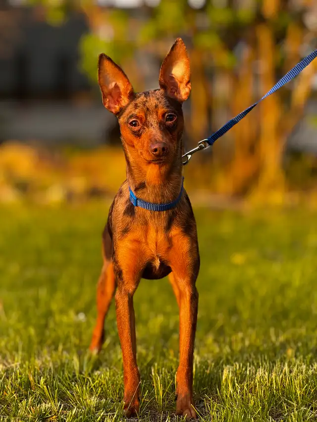 Pinscher nain Mâle in Dogs & Puppies for Rehoming in Longueuil / South Shore - Image 2