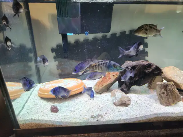 Mdoka whitelips/lichnochromis acuticeps in Fish for Rehoming in City of Toronto - Image 2
