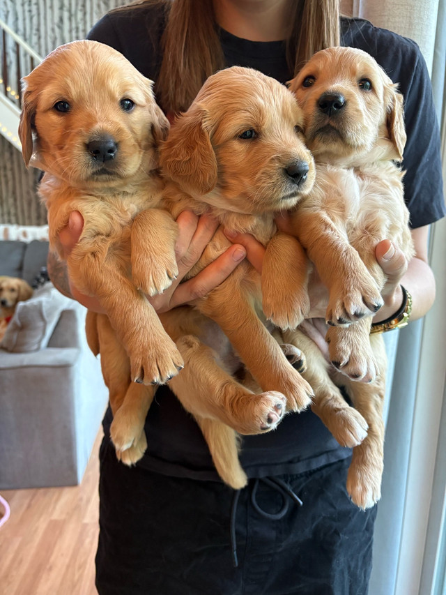 Purebred Golden Retriever Puppies!! *ONLY 1 LEFT* in Dogs & Puppies for Rehoming in Muskoka