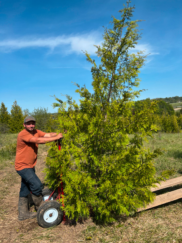 ***WHITE CEDARS AND EMERALD CEDARS FOR SALE*** in Plants, Fertilizer & Soil in City of Toronto - Image 3