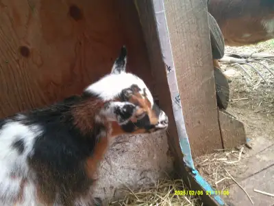 Nigerian Dwarf Goat For Sale, View more