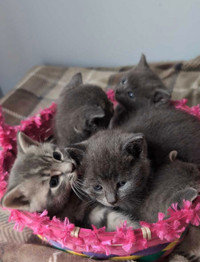 Kittens looking for forever homes! 