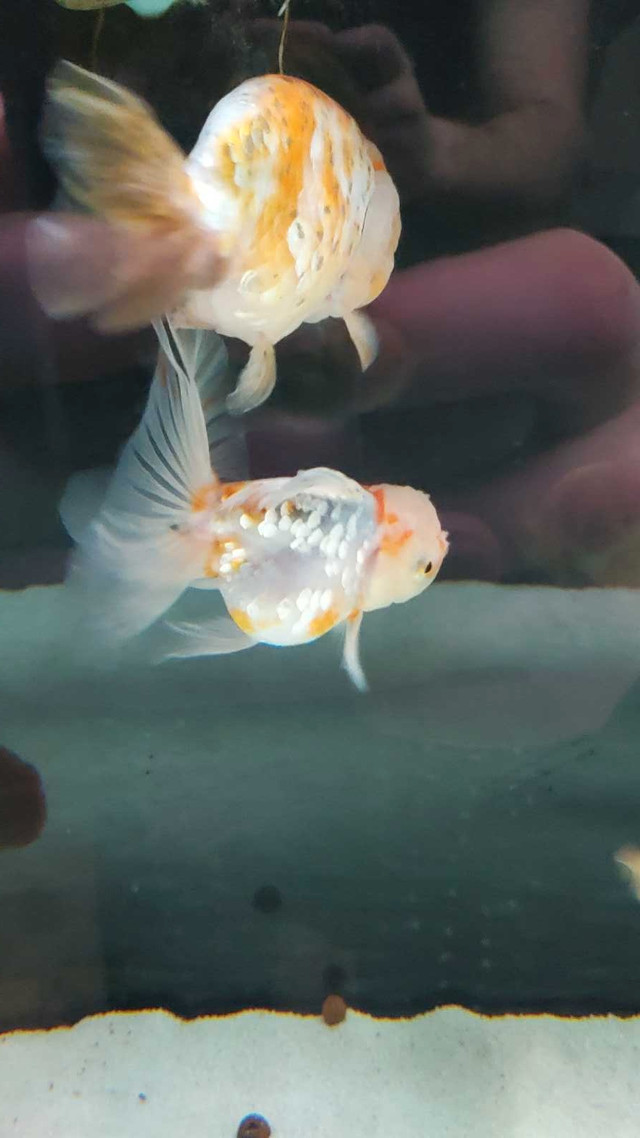 5 fancy goldfish for sale in Fish for Rehoming in Peterborough - Image 4