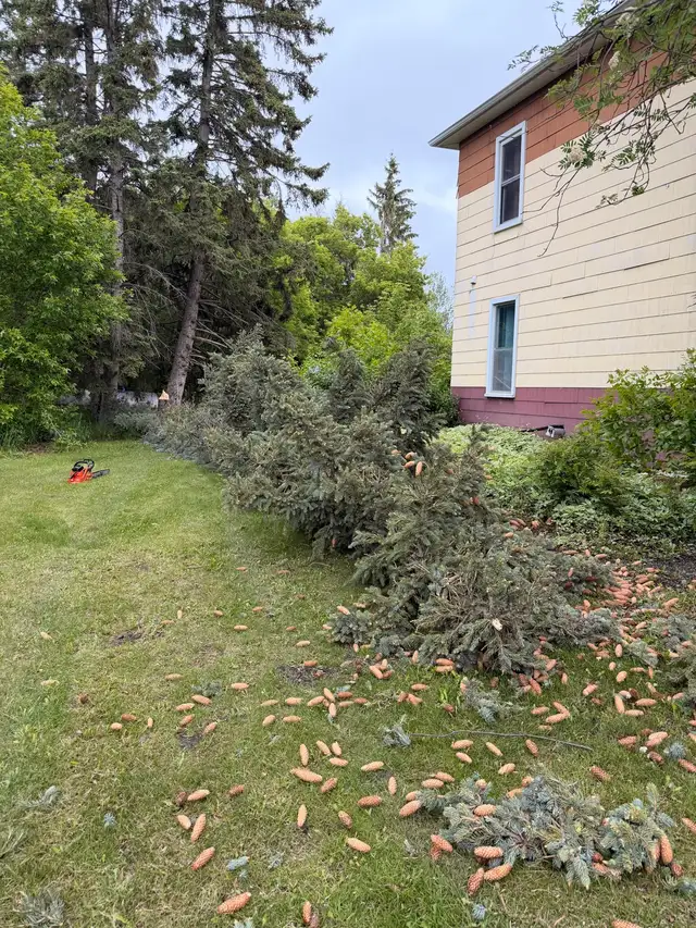 Tree cutting removal509003293189089284