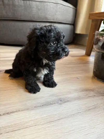 Maltipoo puppy, View more