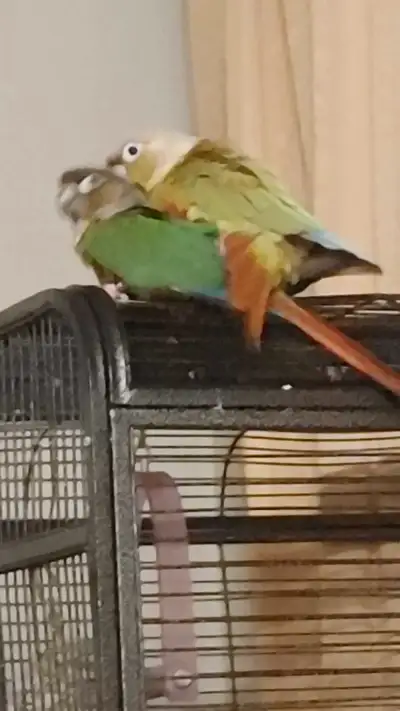 Ready for nesting: Male and female bonded mating pair " see pictures" , Extremely Friendly healthy b...