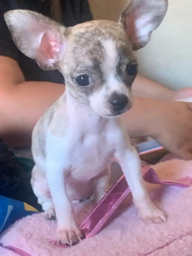 rare brindle pattern pure bred female chihuahua for sale in Dogs & Puppies for Rehoming in City of Toronto - Image 6