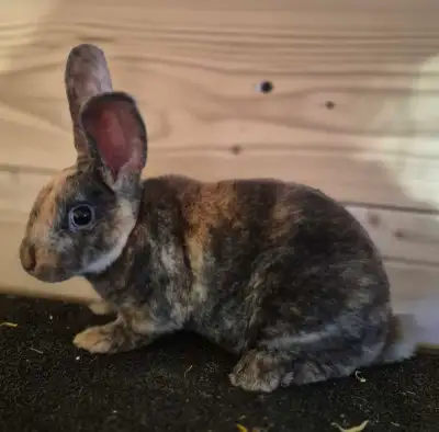 Mini Harlequin male rabbit, View more