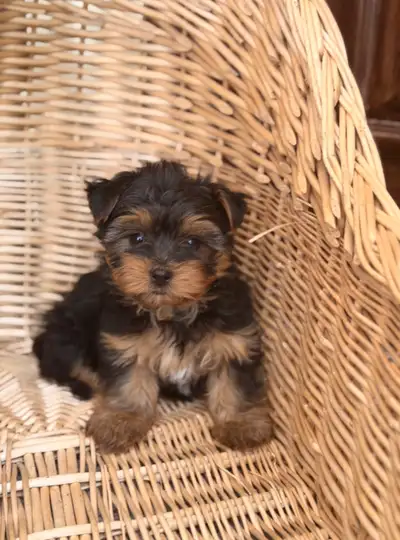 Yorkie puppy female , View more