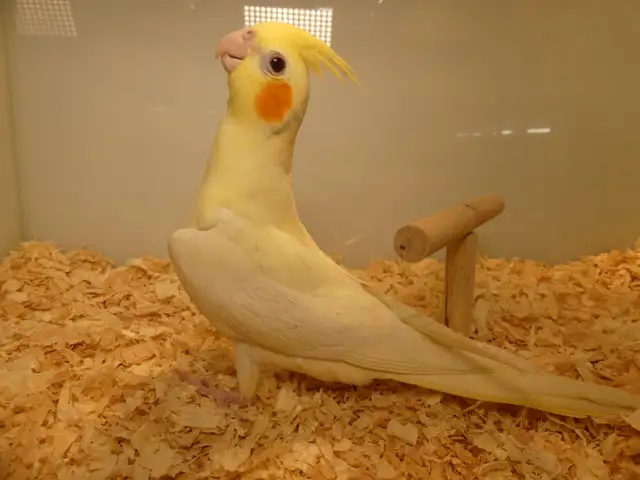 DNA tested Hand fed Hand raised Cockatiel Babies in Birds for Rehoming in Victoria - Image 6