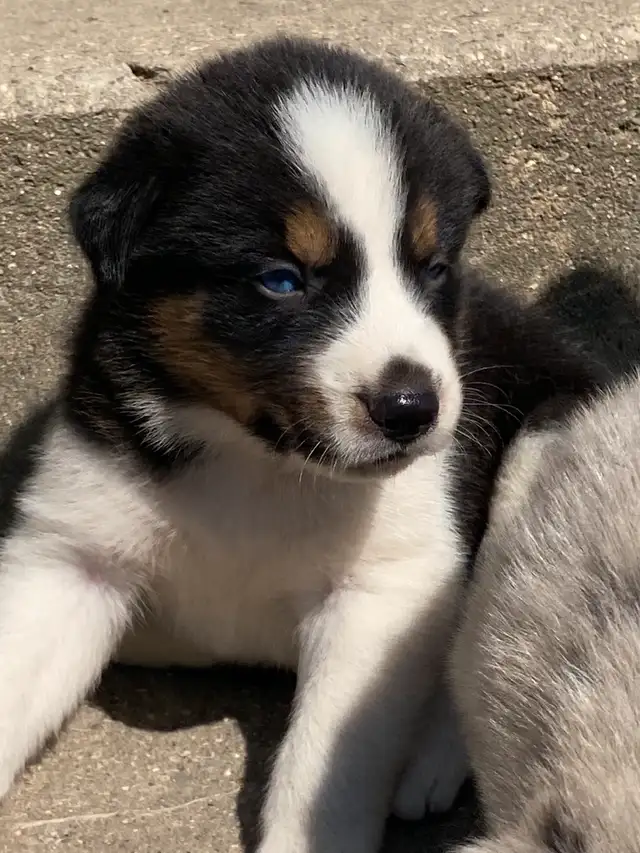 Australian Shepherd x Husky Puppies in Dogs & Puppies for Rehoming in Stratford - Image 3