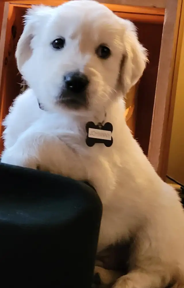ALL PUPPIES NOW HAVE HOMES Golden Retriever Puppies  Yeee Hawww! in Dogs & Puppies for Rehoming in Kitchener / Waterloo - Image 8