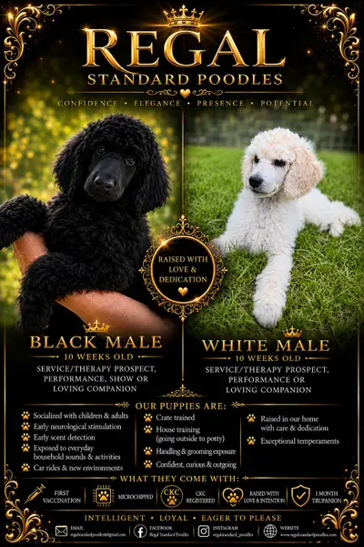 Standard Poodle Puppies — Limited Availability, View more