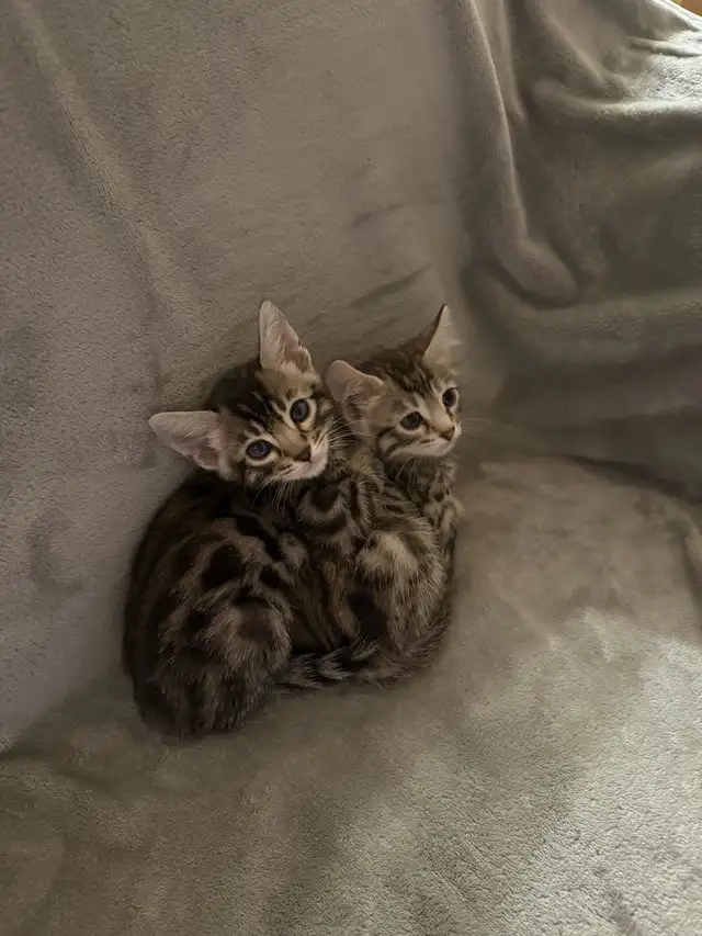 bengal Kittens  in Cats & Kittens for Rehoming in Calgary - Image 7