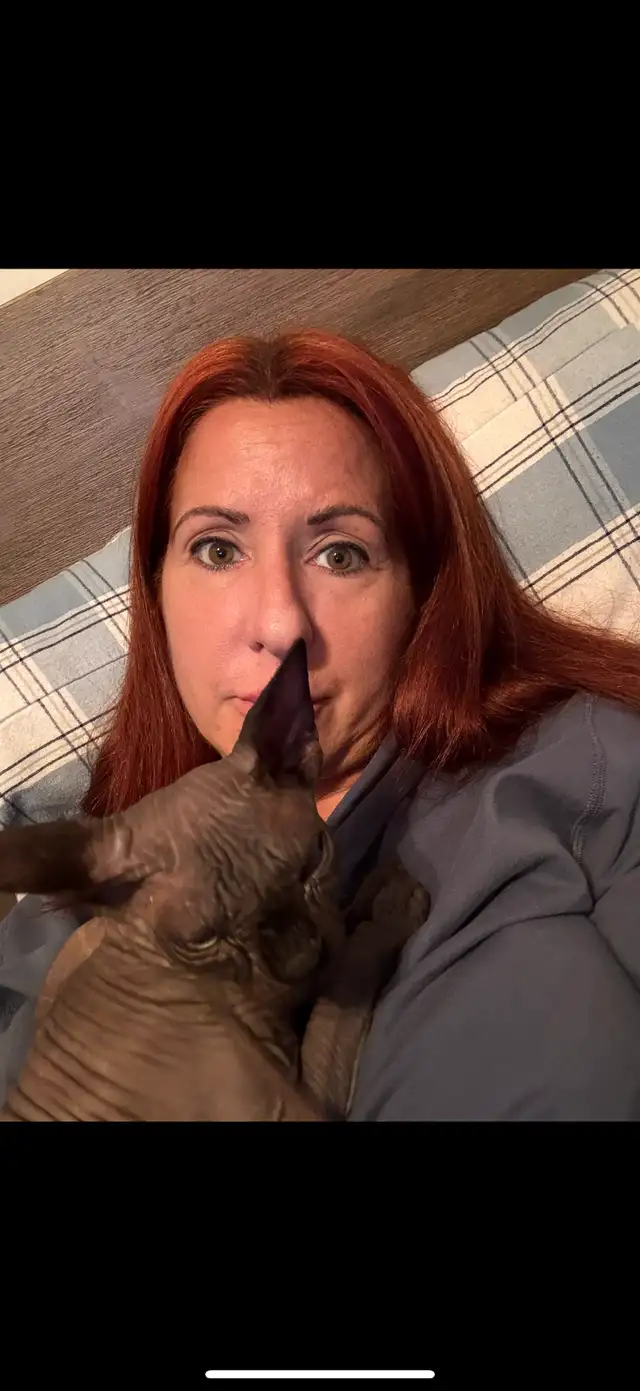 Chats sphynx femelle de 4 ans in Cats & Kittens for Rehoming in Sherbrooke - Image 4
