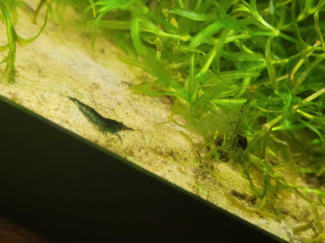 Guppies! & Endlers & Shrimp in Fish for Rehoming in Trenton - Image 2