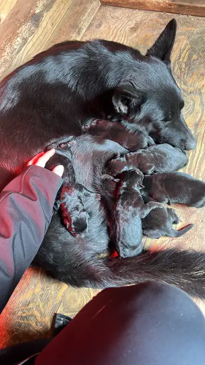 Black Shepherd-Lab Puppies – Ready Just in Time for Christmas, View more