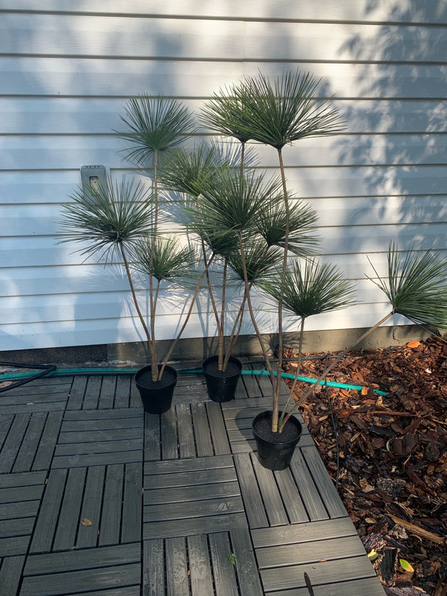 Artificial plants Home Décor & Accents Calgary Kijiji