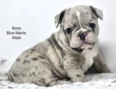 FRENCHTON PUPPIES, View more