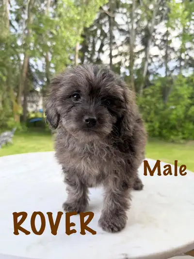 Pomapoo Puppies! 2 LEFT!, View more