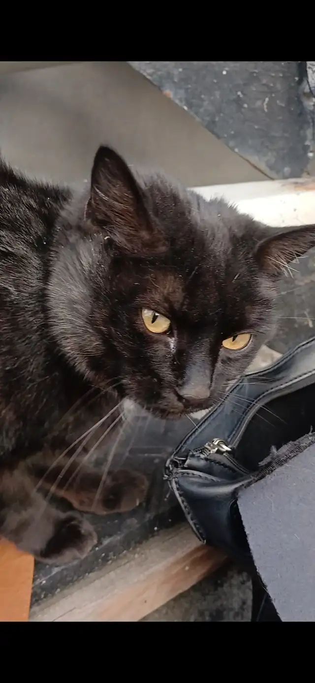 Lost black cat Found433897187857541120