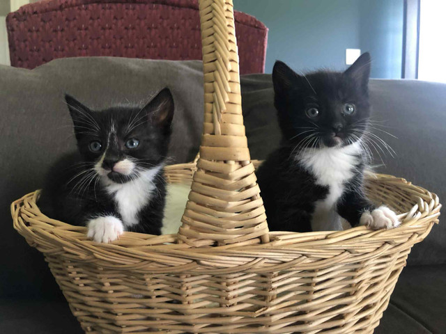rescue babies ready ❤️ in Cats & Kittens for Rehoming in Moncton - Image 3