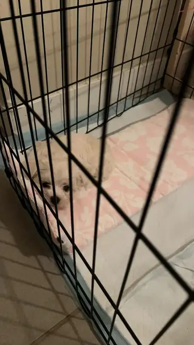 super adorable purebred Maltese , View more