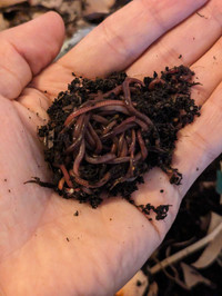 Composting worms, red wriggler worms - $20