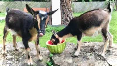 BABY GOAT FOR RENT  $480 Pickering, View more